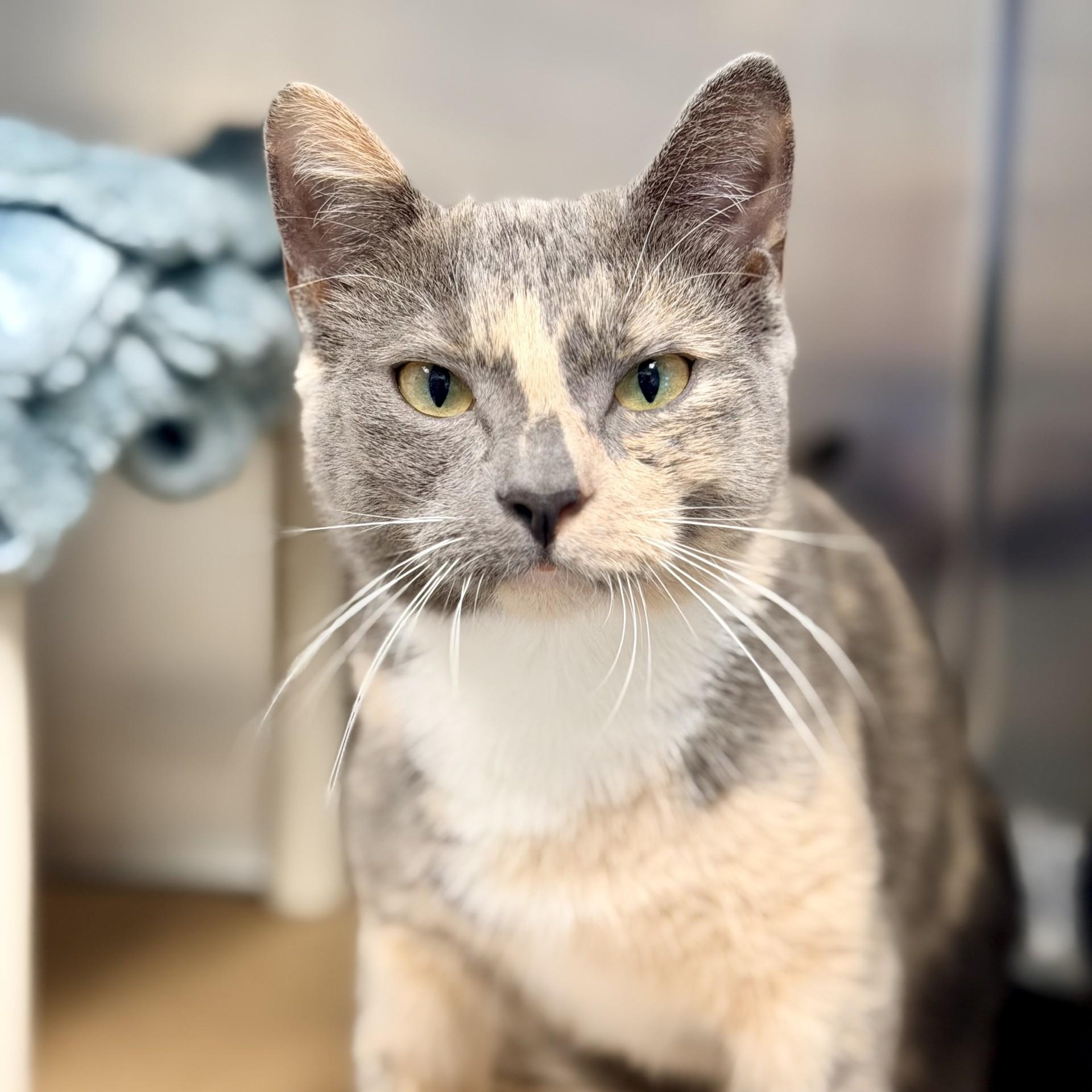 Mrs. Pickles, a ADOPTABLE Domestic Short Hair in Manahawkin, NJ image 2/2