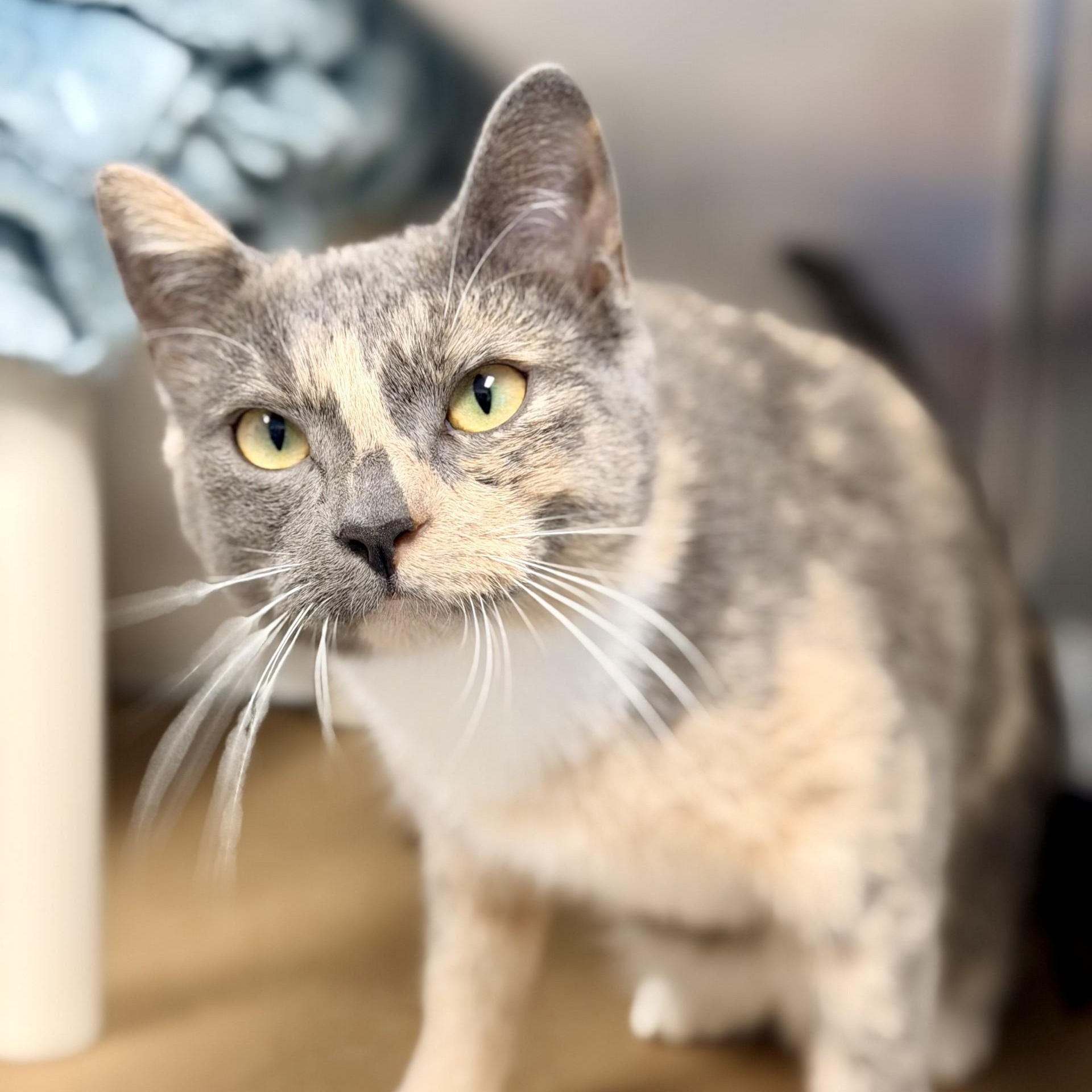 Mrs. Pickles, ADOPTABLE, Adult Female Domestic Short Hair.