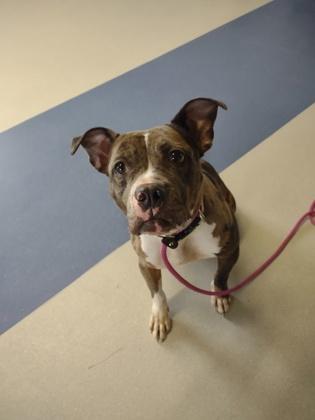 Enlarge Sassy, a Adoptable Mixed Breed in Clarks Summit, PA image 1/3