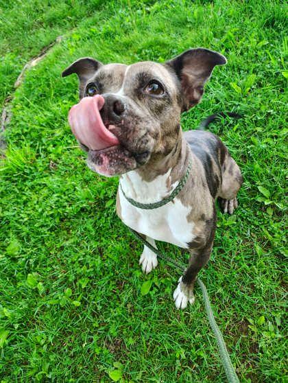 Enlarge Sassy, a Adoptable Mixed Breed in Clarks Summit, PA image 2/3
