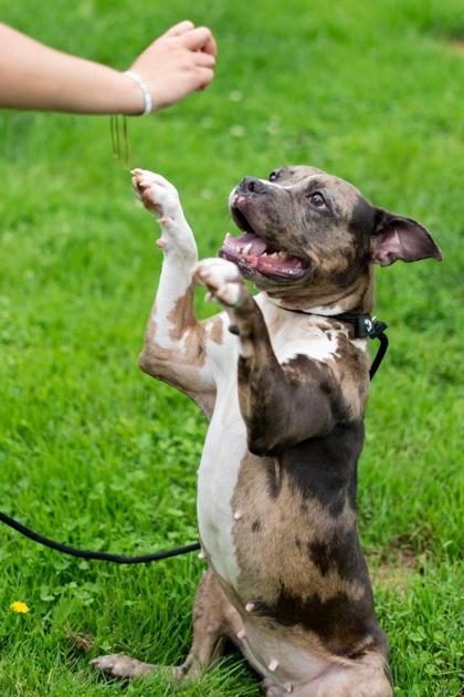Sassy, Adoptable, Adult Female Mixed Breed & Mixed Breed.