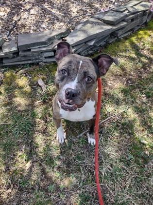 Enlarge Sassy, a Adoptable Mixed Breed in Clarks Summit, PA image 3/3