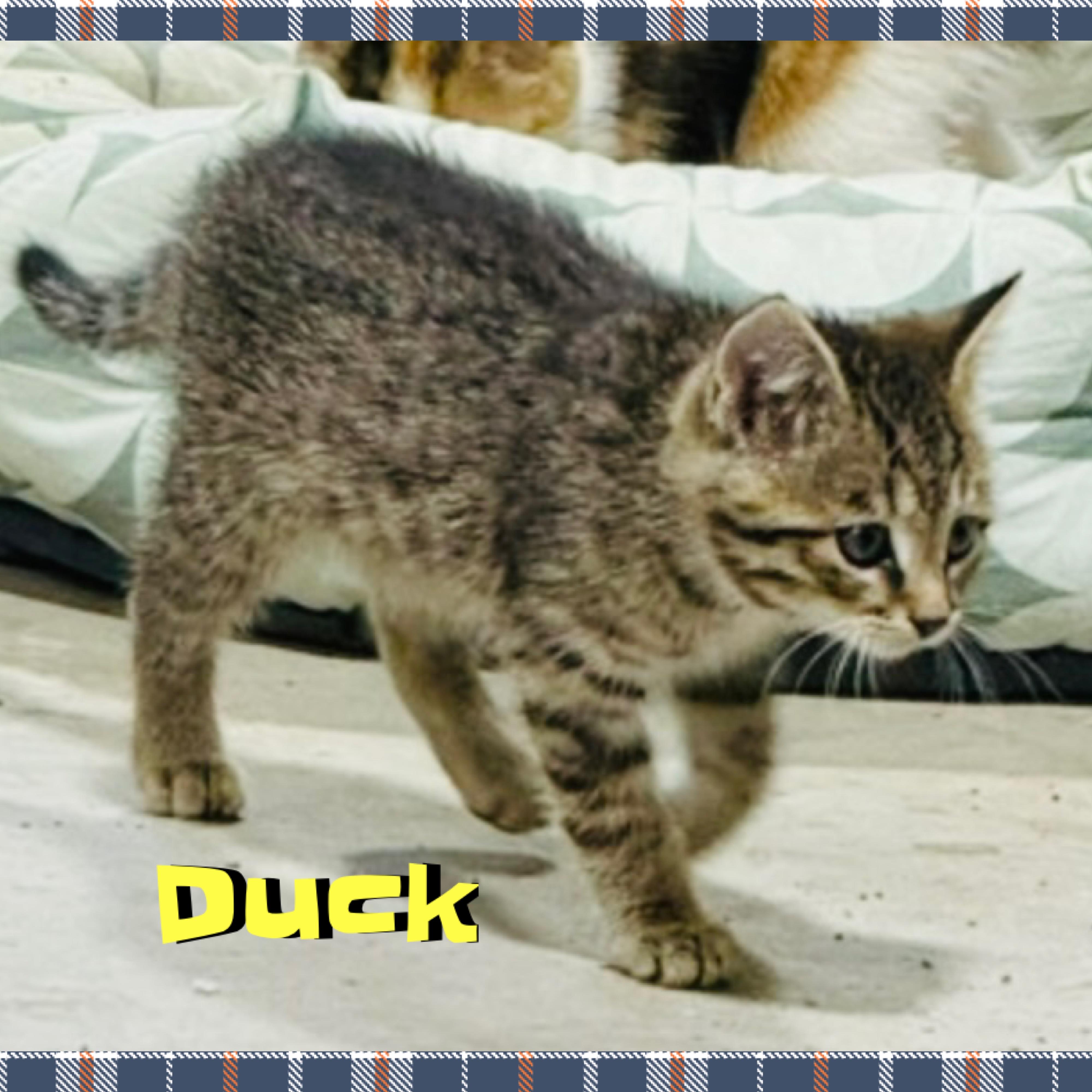 Duck, a ADOPTABLE mixed breed in Red Lodge, MT image 4/5