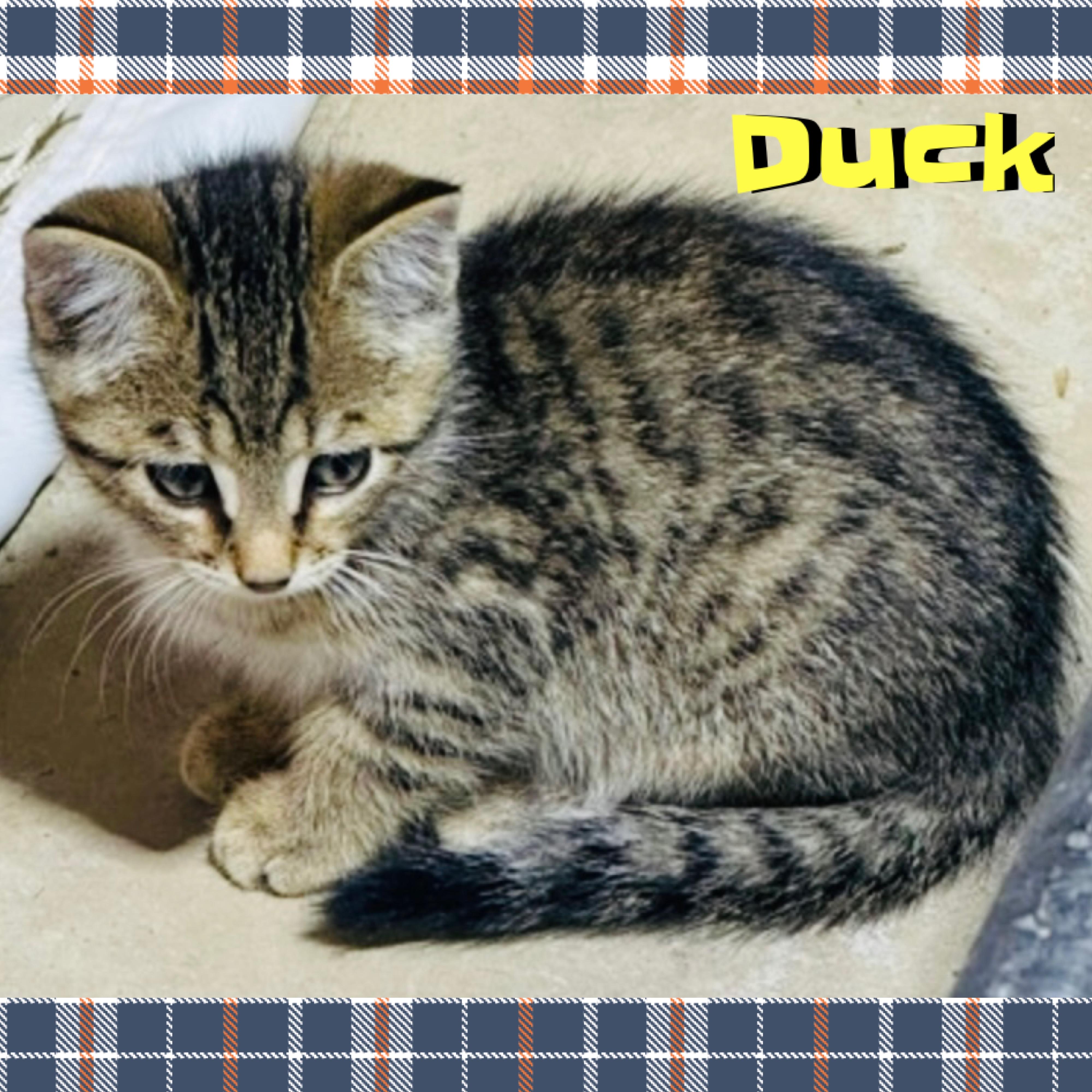 Duck, a ADOPTABLE mixed breed in Red Lodge, MT image 3/5