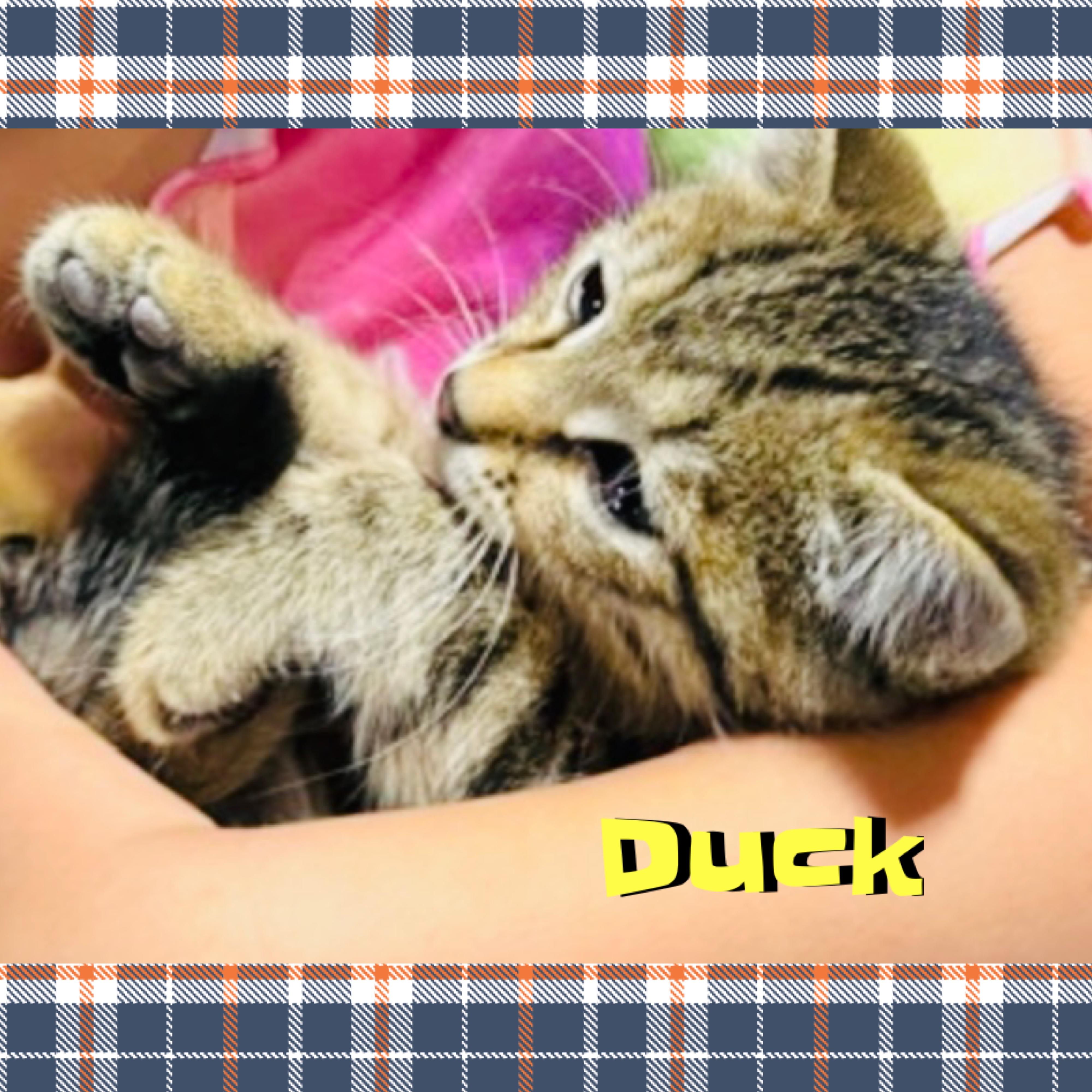 Duck, a ADOPTABLE mixed breed in Red Lodge, MT image 5/5