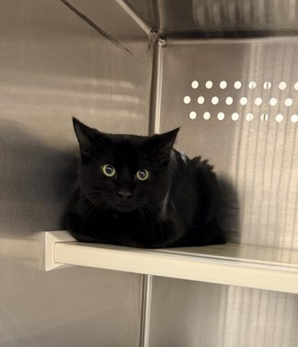 Enlarge Slingshot, a Adoptable mixed breed in Thief River Falls, MN image 1/1