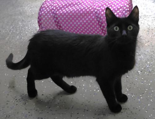 Slingshot, Adoptable, Young Male Domestic Short Hair.