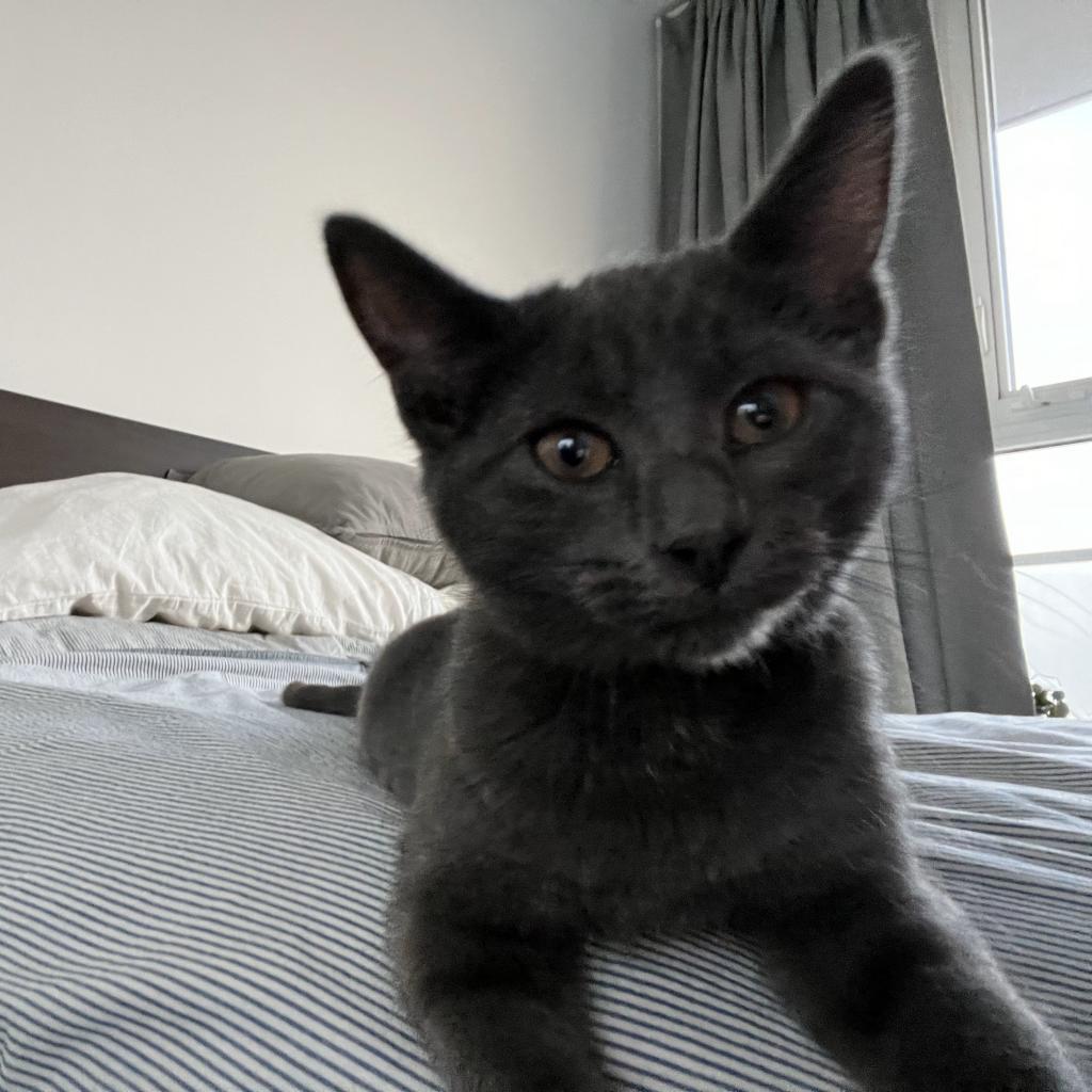 Enlarge Lucy, a Adoptable Domestic Short Hair in Lions Bay, BC image 1/1