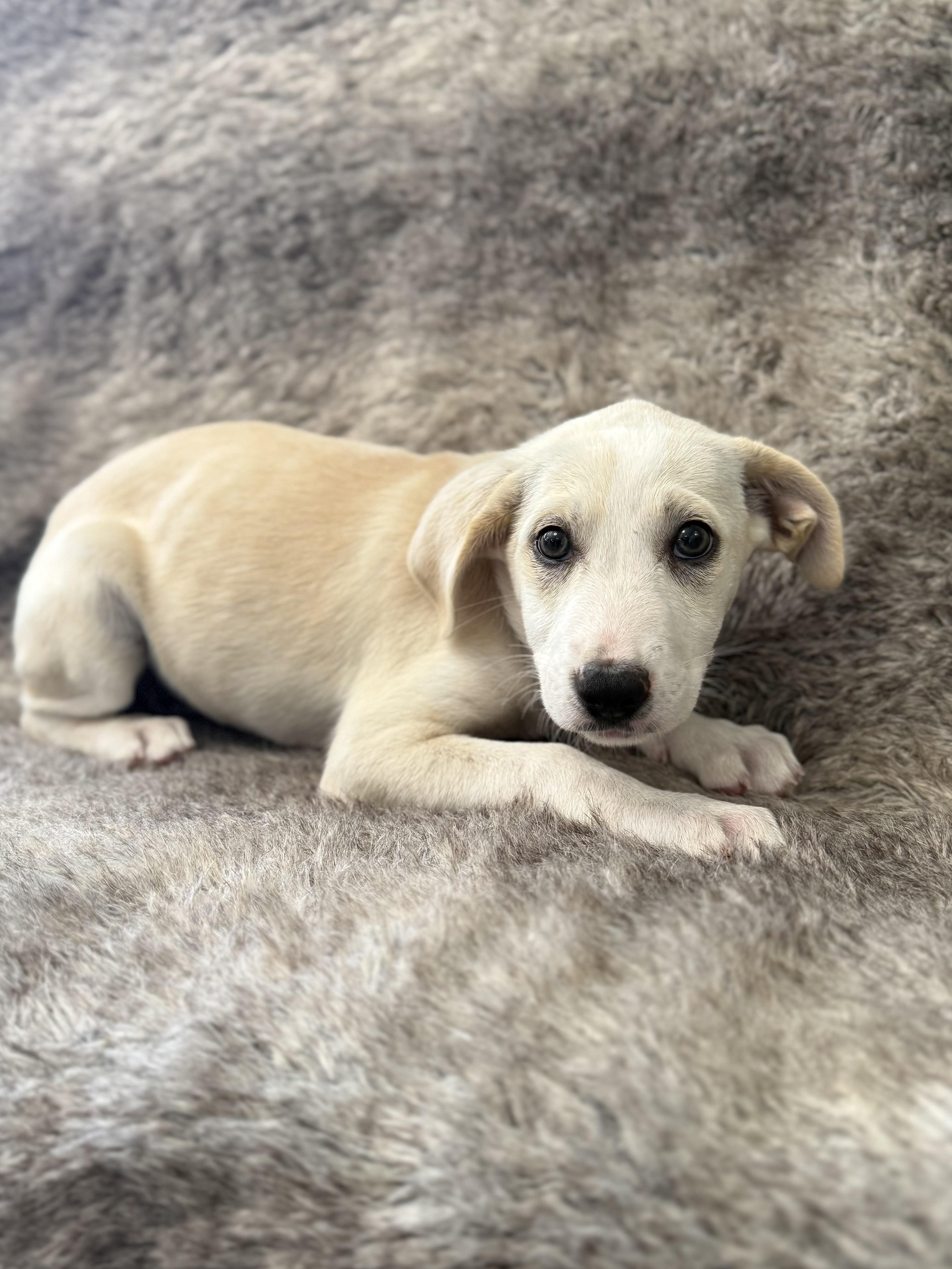 Enlarge Lucy, an adoptable mixed breed in Eagle, CO image 1/3
