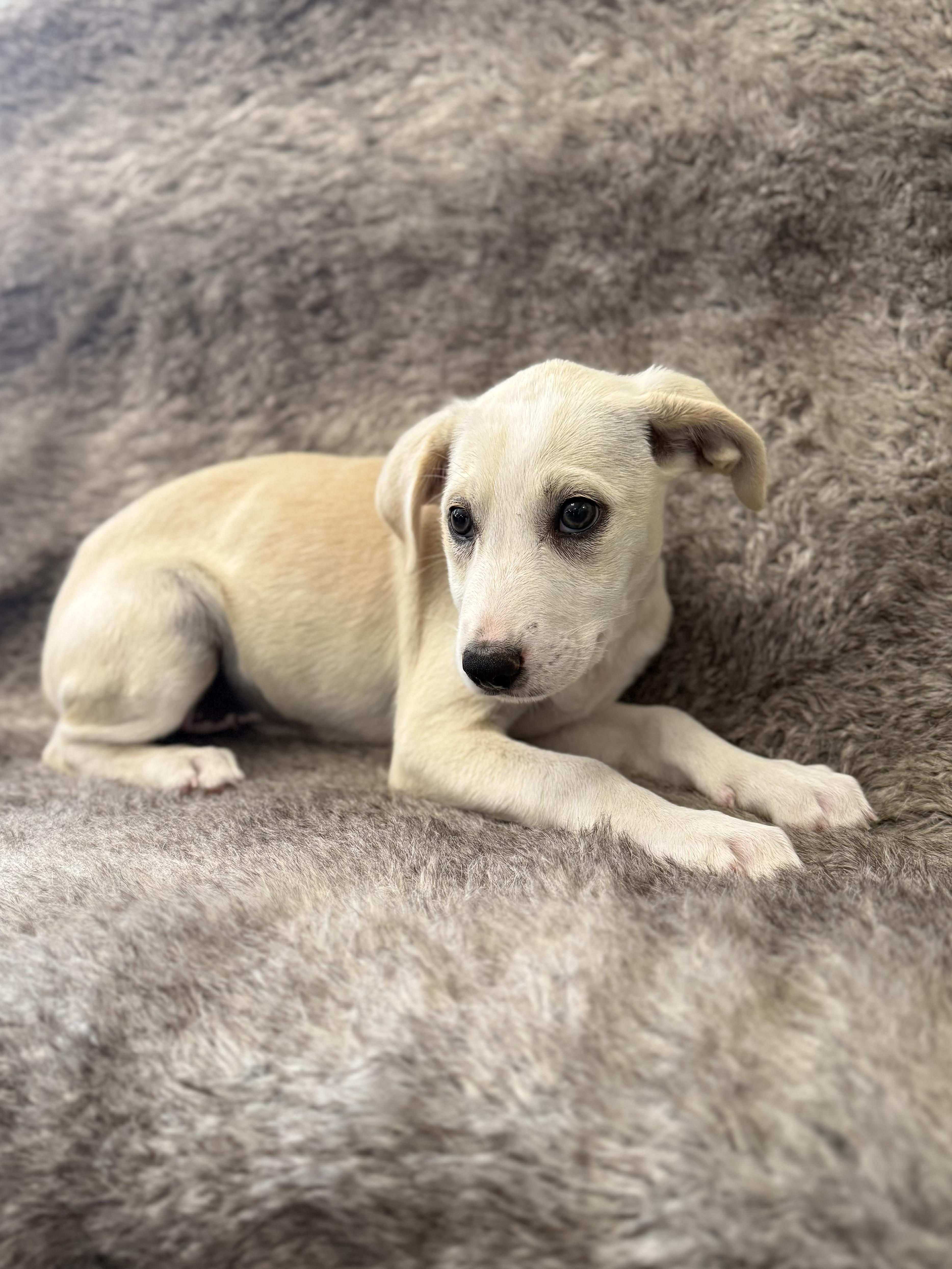 Enlarge Lucy, an adoptable mixed breed in Eagle, CO image 3/3