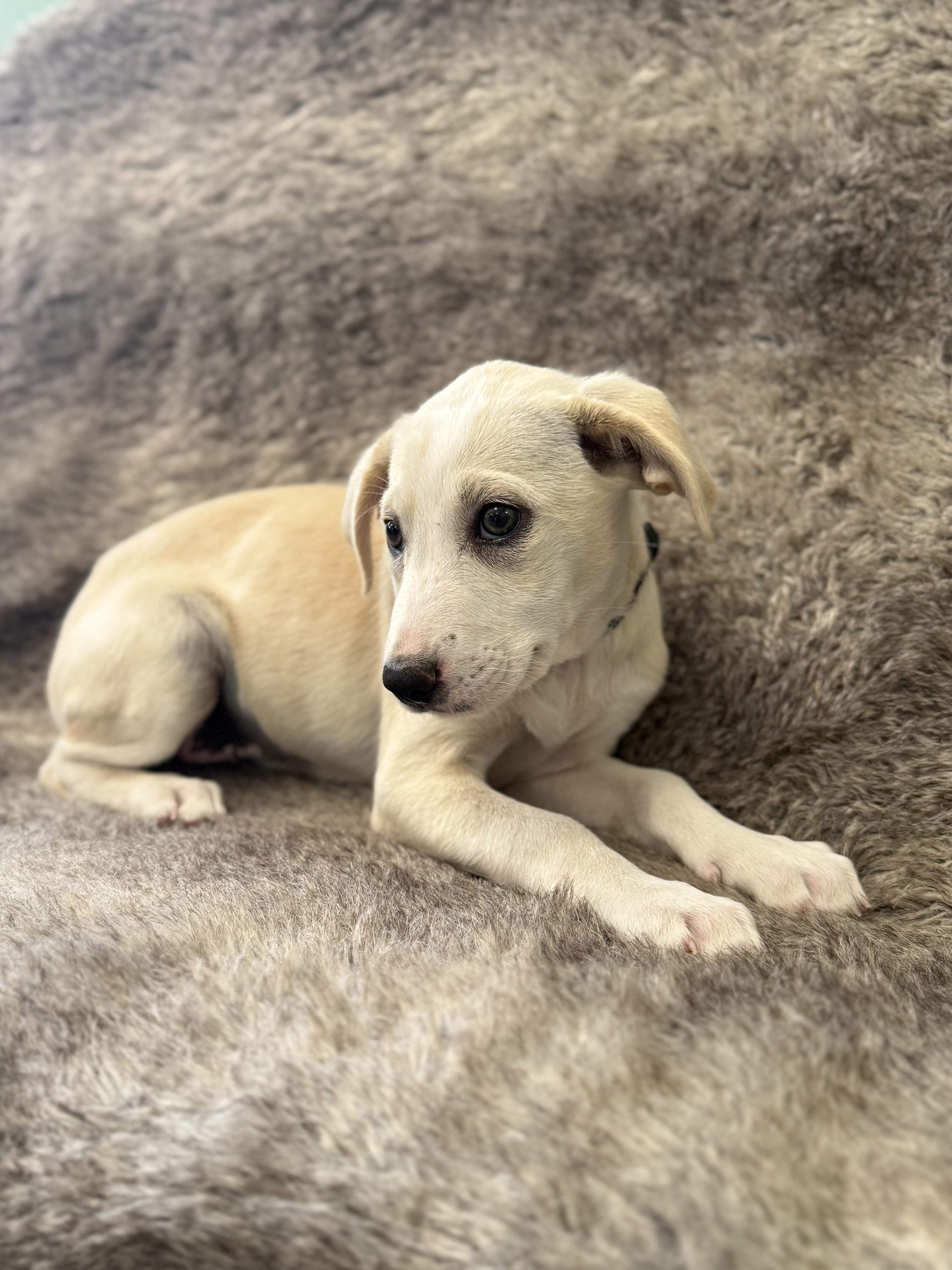 Enlarge Lucy, an adoptable mixed breed in Eagle, CO image 2/3