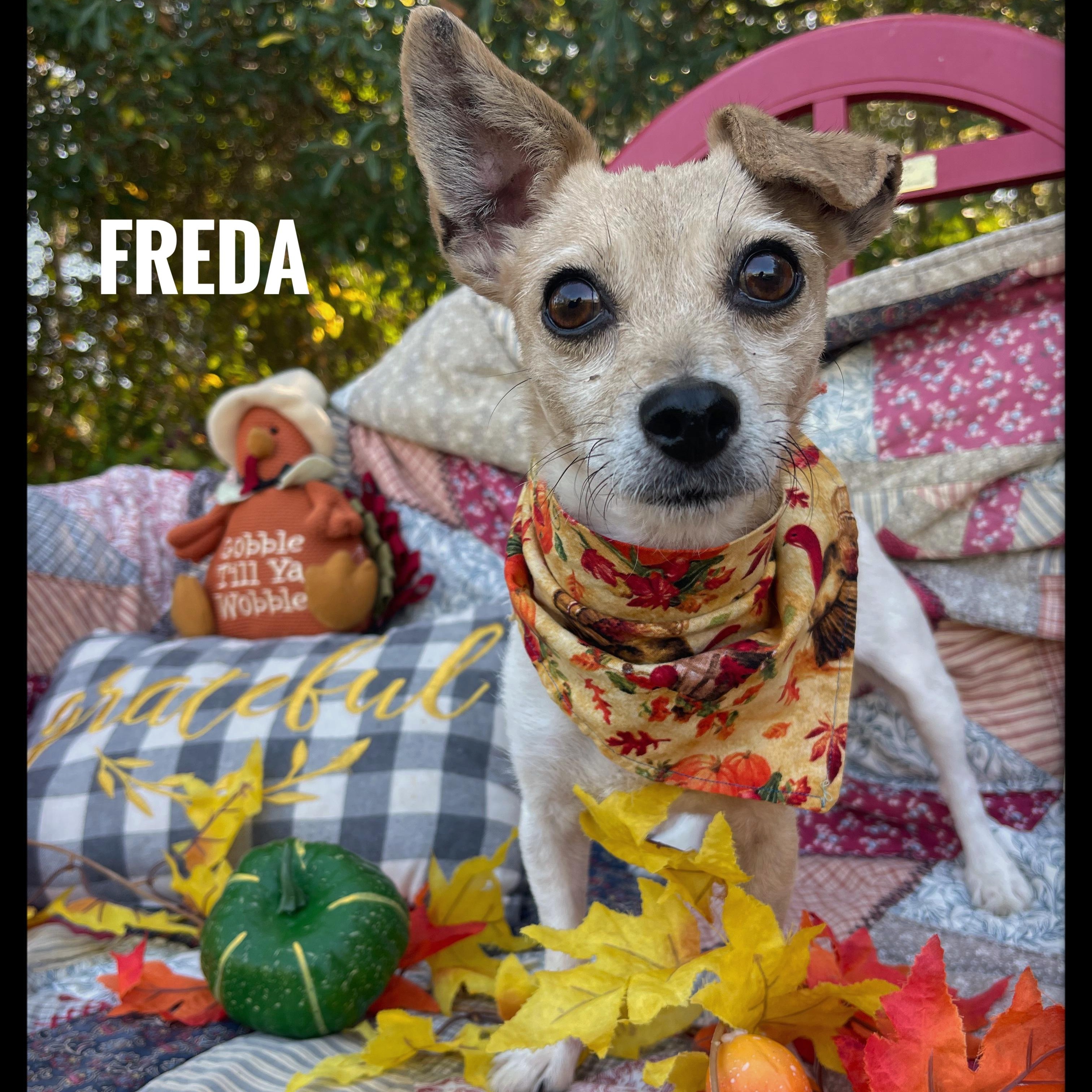 Freda