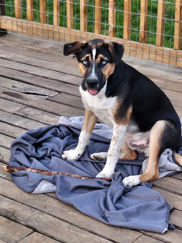 Enlarge VADER, a Adoptable mixed breed in Thompson, PA image 2/6