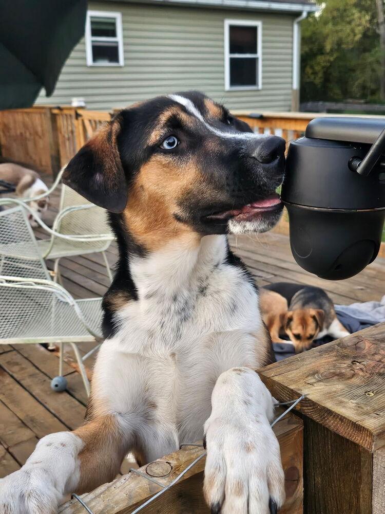 Enlarge VADER, a Adoptable mixed breed in Thompson, PA image 6/6