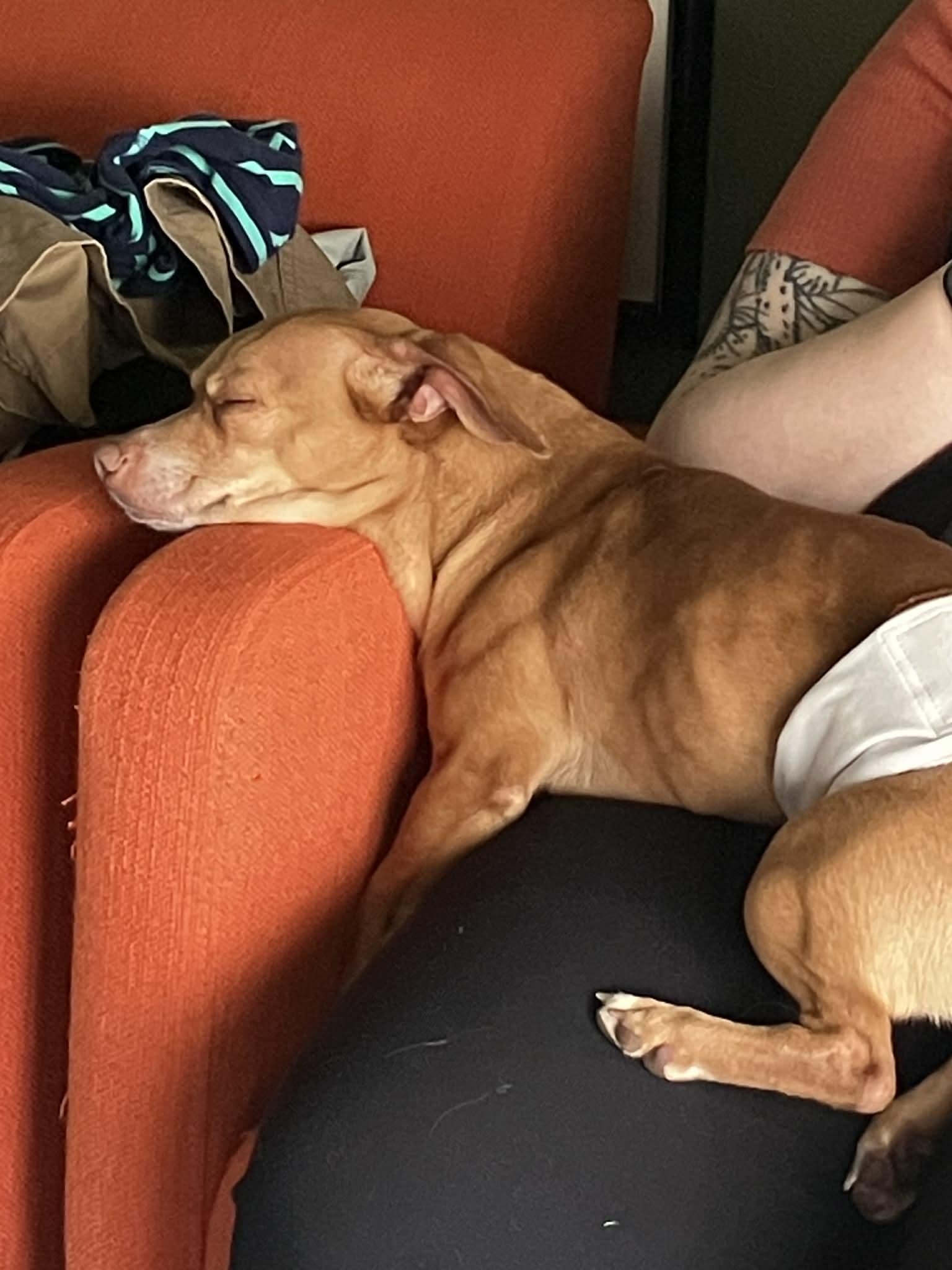 Enlarge Princeton , an adopted mixed breed in Cedar Rapids, IA image 3/3