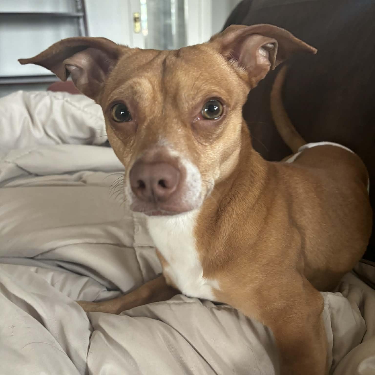 Enlarge Princeton , an adopted mixed breed in Cedar Rapids, IA image 1/3