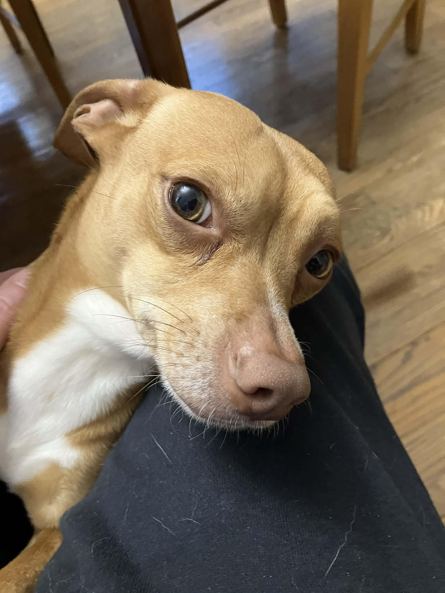 Enlarge Princeton , an adopted mixed breed in Cedar Rapids, IA image 2/3