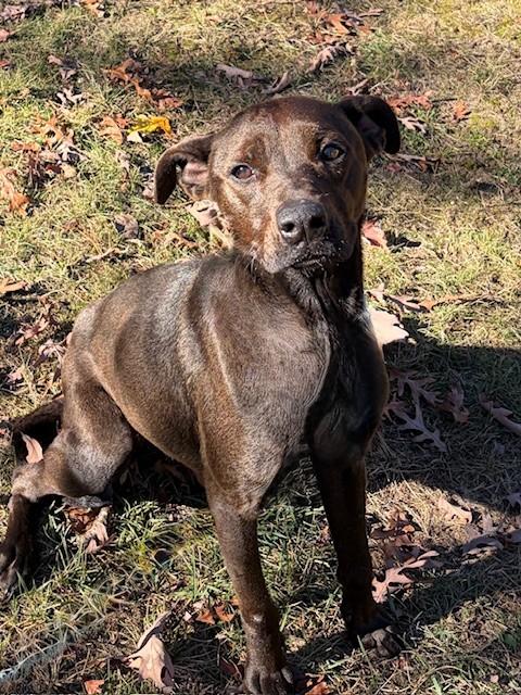 Bandit, Adoptable, Adult Female Labrador Retriever & Pit Bull Terrier.