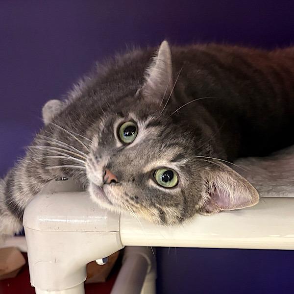 Enlarge August, a Adoptable mixed breed in Des Moines, IA image 1/3