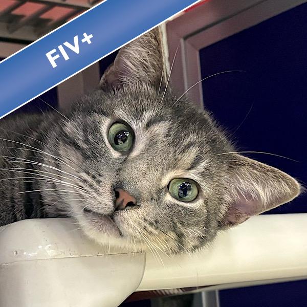 August, Adoptable, Adult Male Domestic Short Hair.