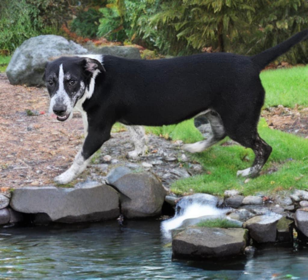 Wool, Baby Female Australian Cattle Dog / Blue Heeler