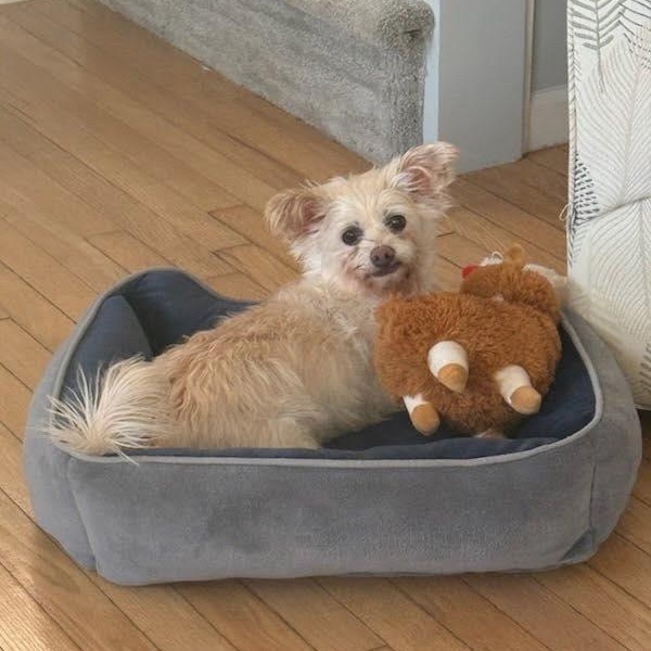 Dory, ADOPTABLE, Senior Female Yorkshire Terrier & Chihuahua.