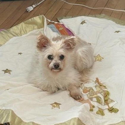 Enlarge Dory, a ADOPTABLE mixed breed in Stamford, CT image 3/5