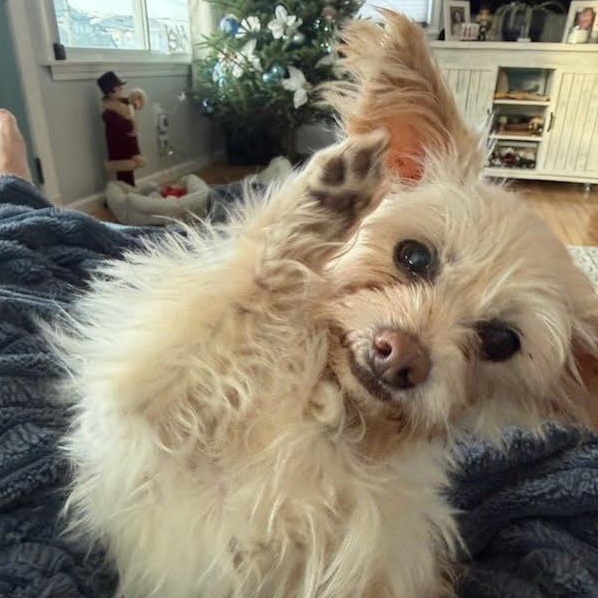 Enlarge Dory, a ADOPTABLE mixed breed in Stamford, CT image 2/5