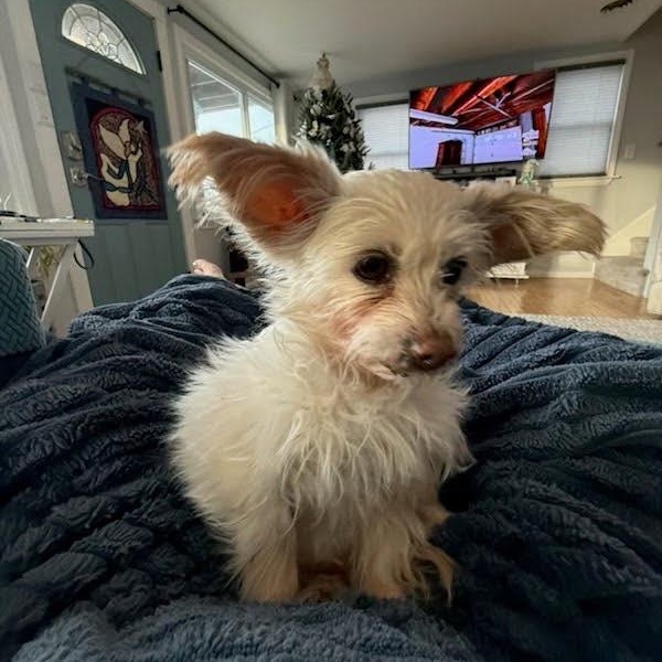 Enlarge Dory, a ADOPTABLE mixed breed in Stamford, CT image 5/5