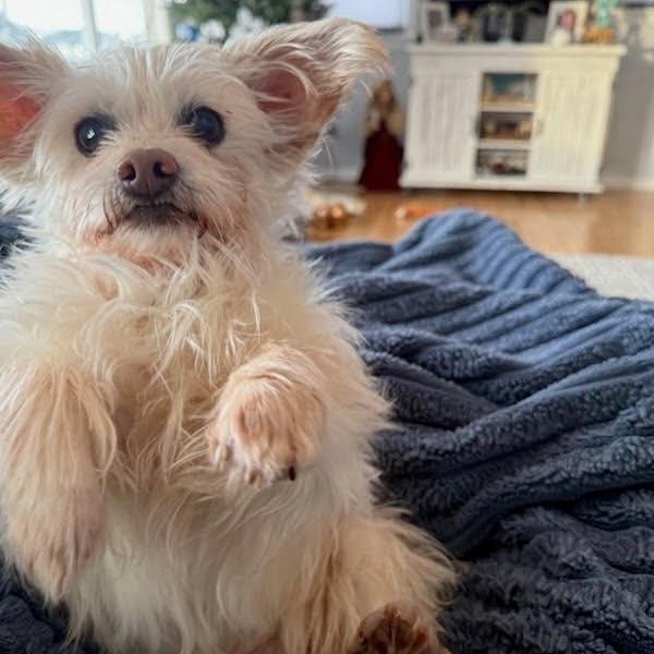 Enlarge Dory, a ADOPTABLE mixed breed in Stamford, CT image 4/5