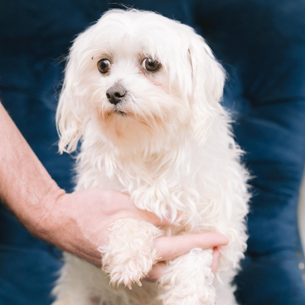 Enlarge Nevada, an adopted Maltese in Zionsville, IN image 1/1
