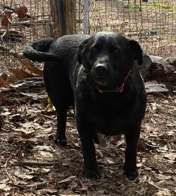 Daisy (Great Family Dog/Dwarf), ADOPTABLE, Adult Female Labrador Retriever & German Shepherd Dog.