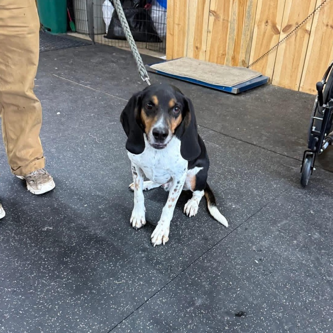 Shelby, ADOPTABLE, Adult Male Coonhound & Beagle.