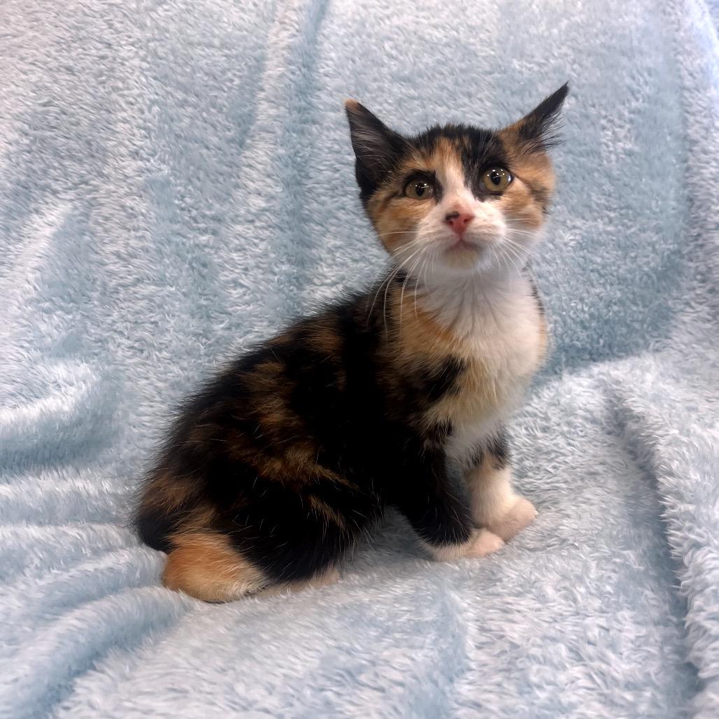 Elinor, a Adoptable Domestic Medium Hair in Park City, UT image 1/5