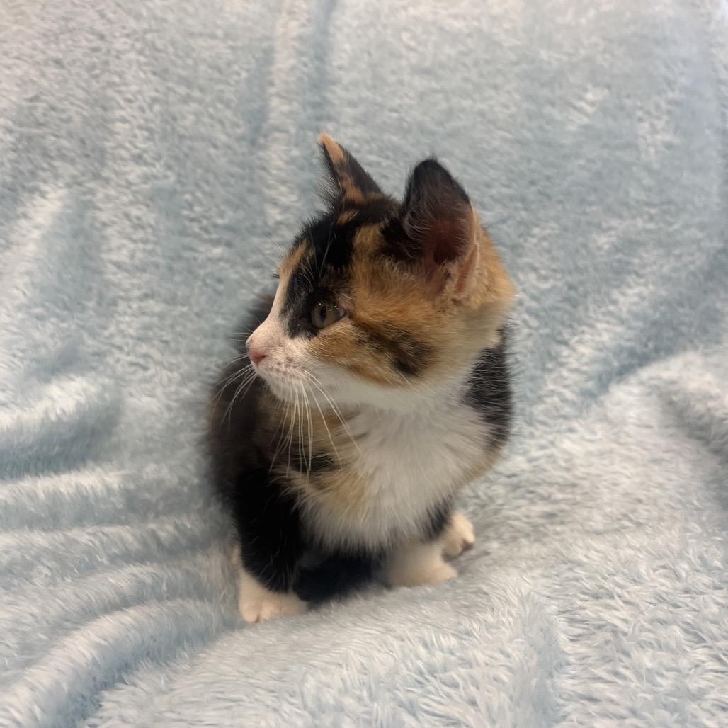 Elinor, a Adoptable Domestic Medium Hair in Park City, UT image 2/5