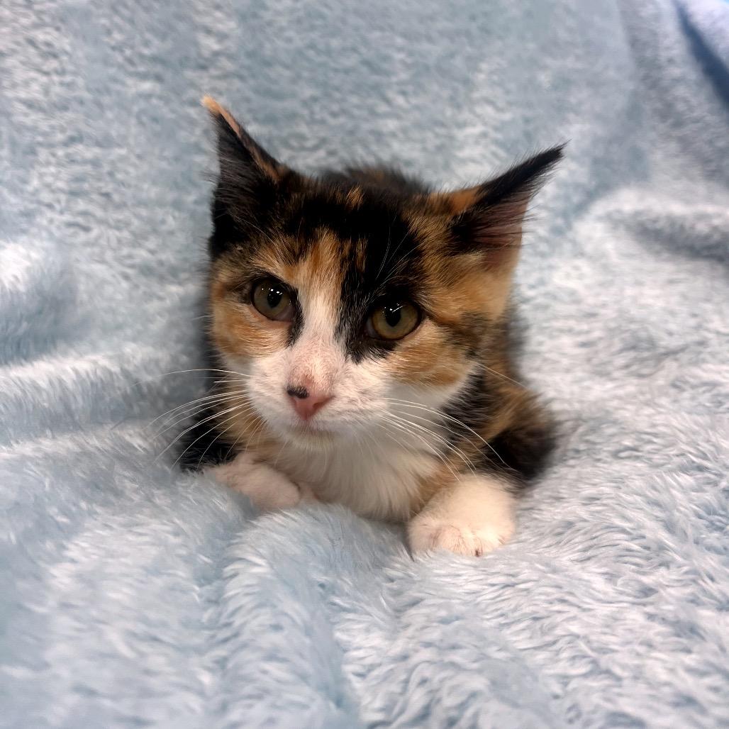 Elinor, a Adoptable Domestic Medium Hair in Park City, UT image 3/5