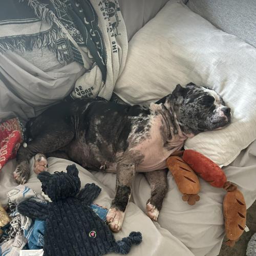 Sugar Pie, Adoptable, Young Female American Bulldog & American Bulldog.