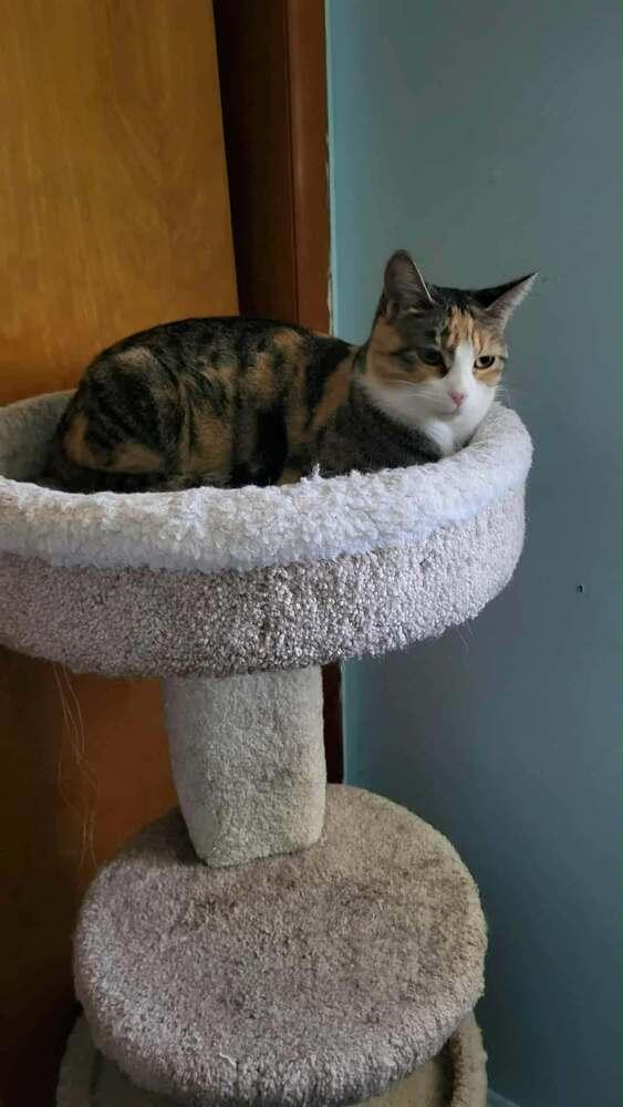 Enlarge Dana, a Adoptable mixed breed in Oakville, CT image 1/3