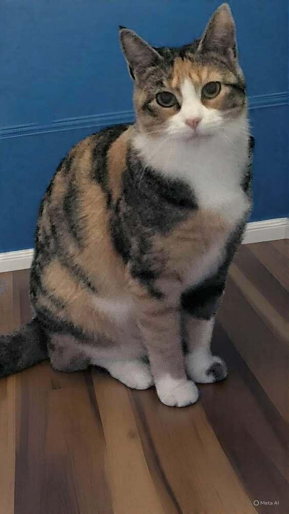 Enlarge Dana, a Adoptable mixed breed in Oakville, CT image 3/3