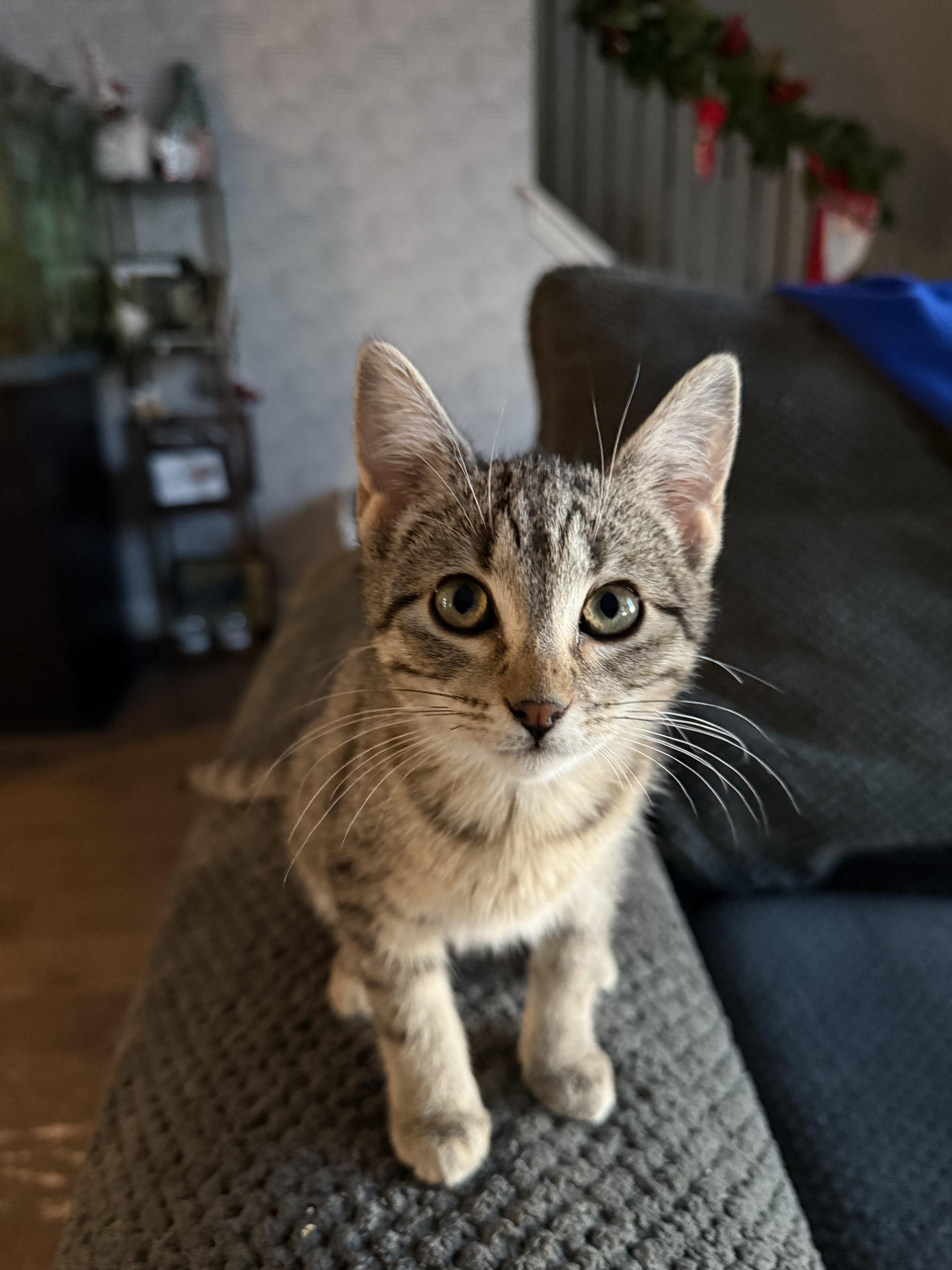 Sherry , Adoptable, Young Female Domestic Short Hair.