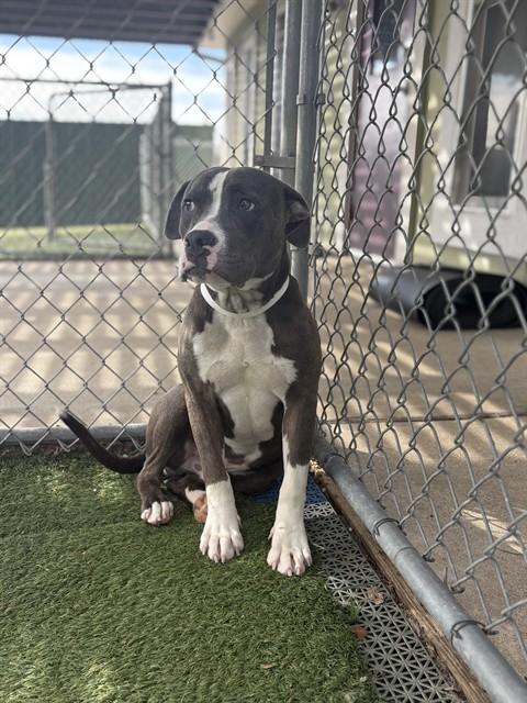 Enlarge DENNIS, a Adoptable Staffordshire Bull Terrier in Killeen, TX image 1/1
