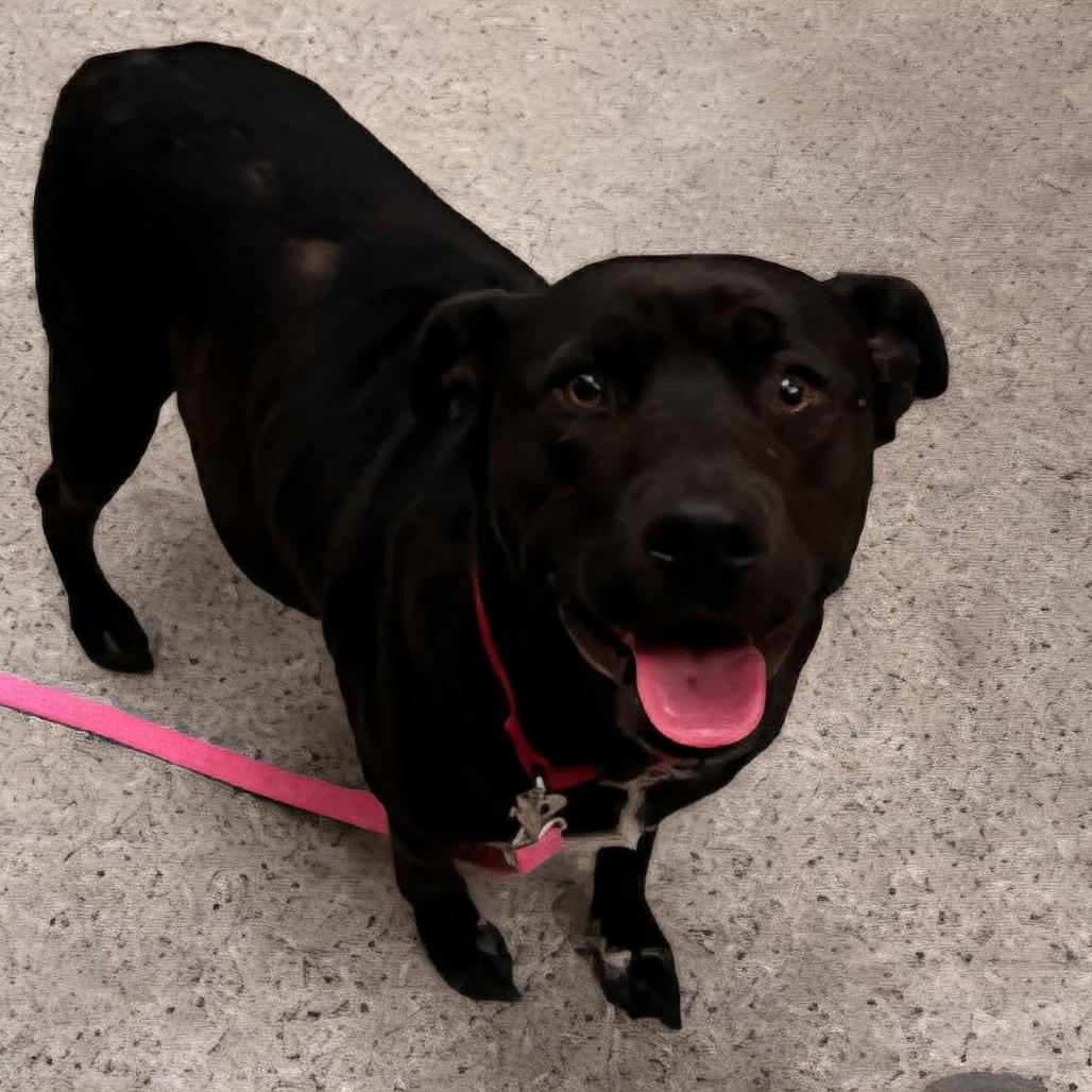 Peppermint Patty, Adoptable, Adult Female Mixed Breed.