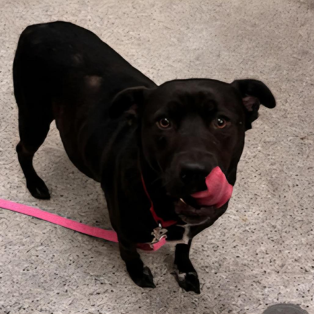 Enlarge Peppermint Patty, a Adoptable Mixed Breed in Kansas City, MO image 2/4