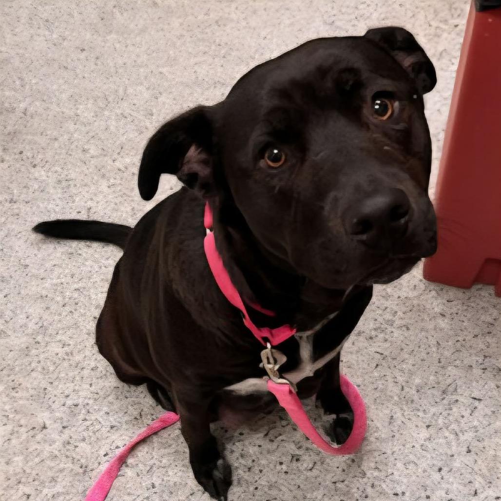 Enlarge Peppermint Patty, a Adoptable Mixed Breed in Kansas City, MO image 3/4