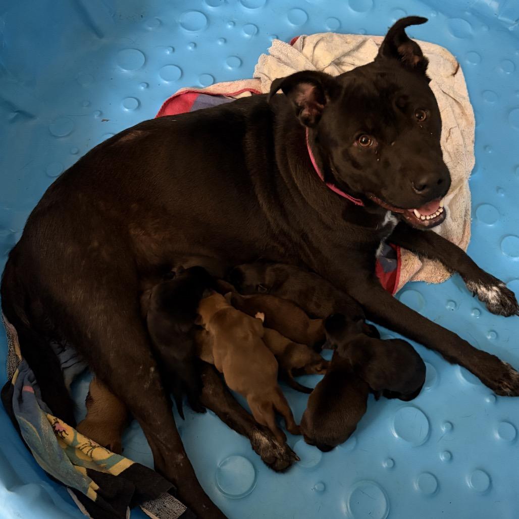 Enlarge Peppermint Patty, a Adoptable Mixed Breed in Kansas City, MO image 4/4