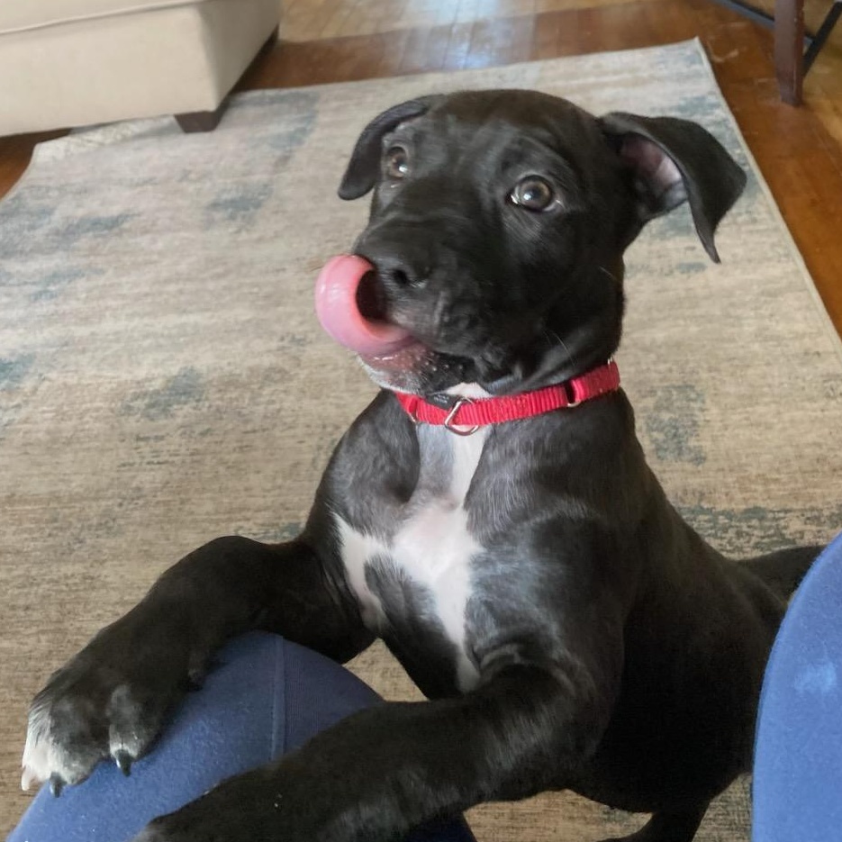 Bingo (In Foster), an adopted Mixed Breed in Watertown, WI image 2/6