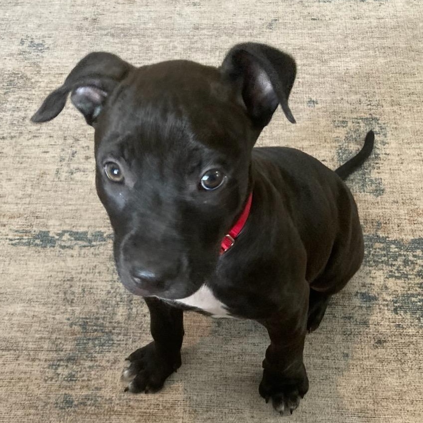 Bingo (In Foster), an adopted Mixed Breed in Watertown, WI image 3/6