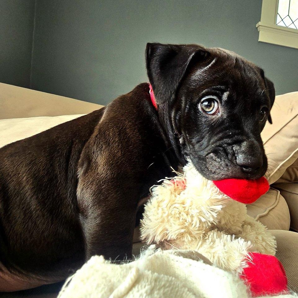 Bingo, ADOPTABLE, Puppy Male Mixed Breed.