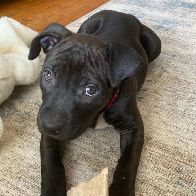 Bingo (In Foster), adopted, Puppy Male Mixed Breed.