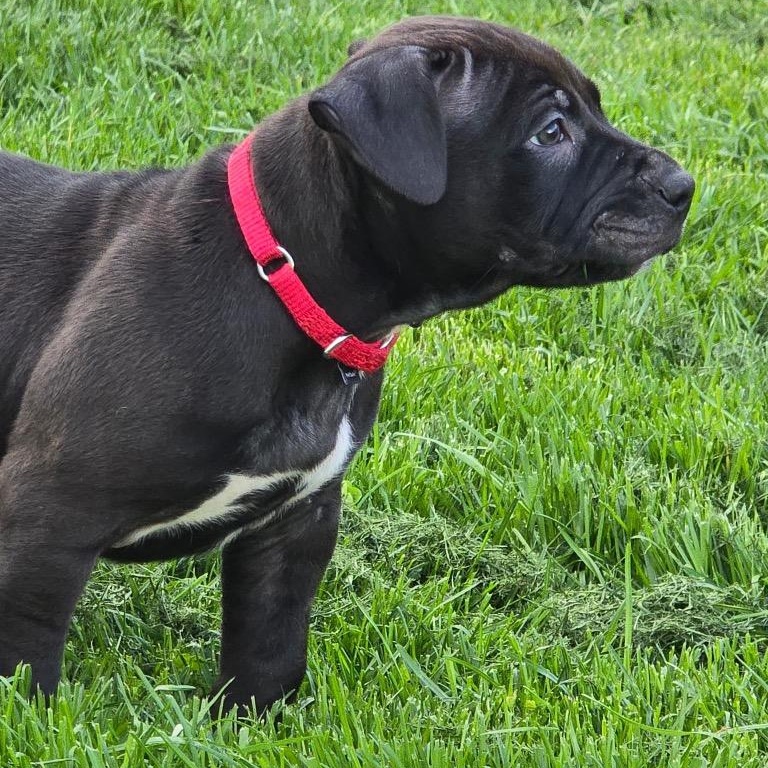 Enlarge Bingo, a ADOPTABLE Mixed Breed in Watertown, WI image 3/3